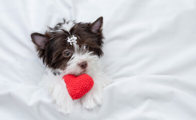 Cozy tiny Biewer yorkshire terrier puppy holds red heart on a bed at home. Top down view. Empty...