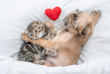 Sleepy Brussels Griffon puppy embraces tiny tabby fold kitten under white warm blanket on a bed at home near a red heart. Top down view