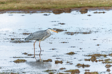 A grey heron, Ardea cinerea, standing in calm water, searching for food. Bird photography taken in Sweden in April. Natural background, copy space, place for text.