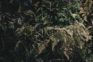 Tropical green leaves background, fern, palm and Monstera Deliciosa leaf on wall with dark toning, floral jungle pattern concept background, close up