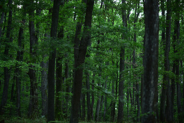 Obraz premium Tree forest background. Natural background of green leaves. Leaf tree texture.