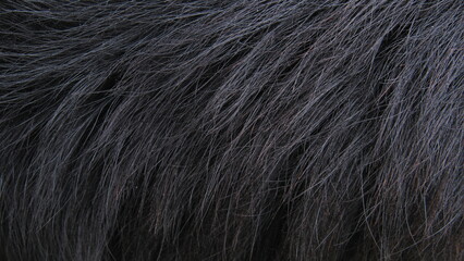 fur texture. close up of fur. fur background