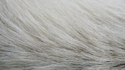 fur texture. close up of fur. fur background