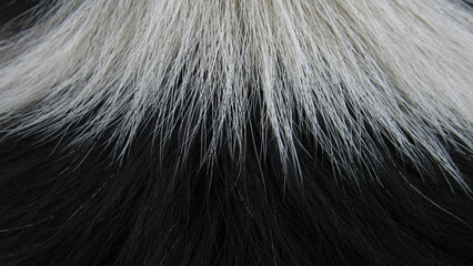 fur texture. close up of fur. fur background