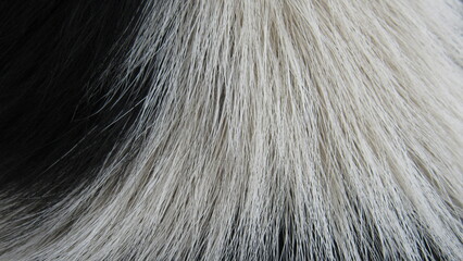 fur texture. close up of fur. fur background