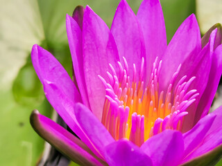 Fototapeta premium Blooming lotus, pinkish purple with yellow stamens a beautiful flower