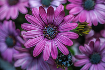 Pink and lavender Cape Marguerite daisies . Multiple blooms . Overhead view
