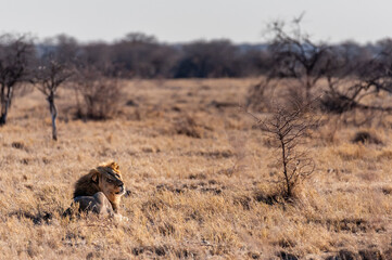 Fototapeta na wymiar Impression of a Male Lion - Panthera leo- resting on the plains of Etosha national park, Namibia; catching the early morning sun.