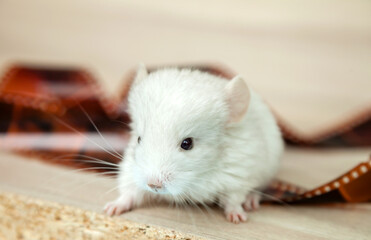 Our little white chinchilla head looks at the camera, retro film for photos, portrait
