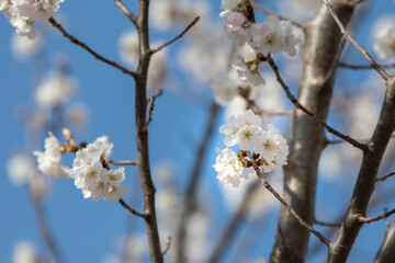 Obraz premium Cherry blossom trees in full bloom on a sunny day