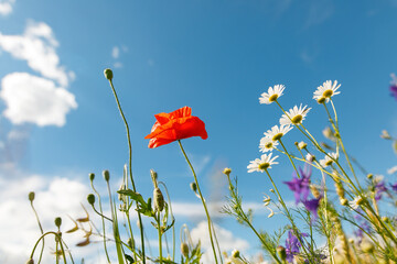 Ground level view looking up under the daisies.
