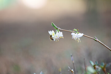 Bee on white flower, close-up