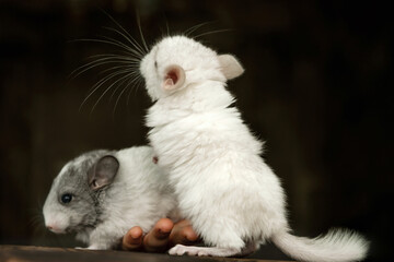 Two chinchillas, gray and white, look in different directions