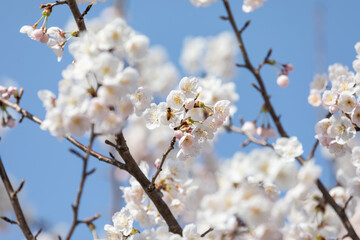 Obraz premium Cherry blossom trees in full bloom on a sunny day