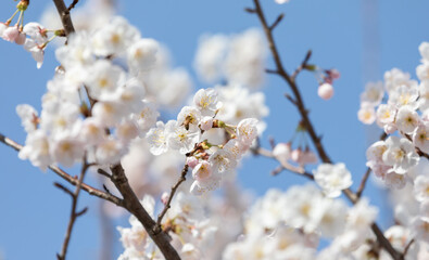 Obraz premium Cherry blossom trees in full bloom on a sunny day
