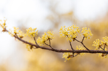 Obraz premium yellow flowers in the park