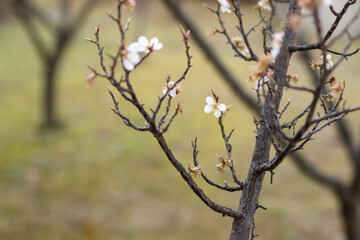 white flowers blooming on the tree