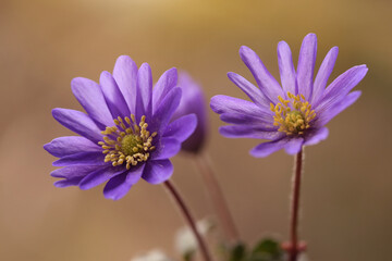 Obraz premium Zawilec grecki - Anemone blanda