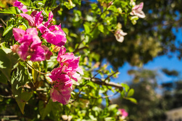 Obraz premium Closeup flowers in the sunlight
