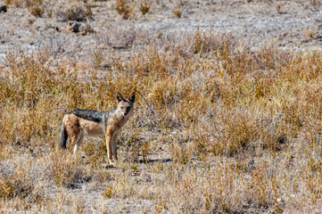 A side-striped Jackal -Canis Adustus- hunting for prey in Etosha National Park, Namibia.