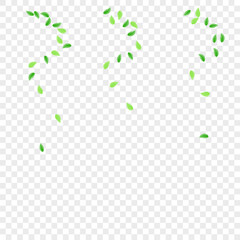 Light Green Greenery Background Transparent Vector. Foliage Set Illustration. Bio Texture. Green Forest Card. Sheet Realistic.