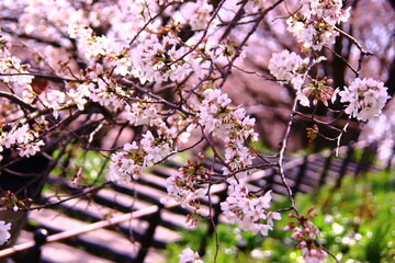 権現堂桜堤の桜風景