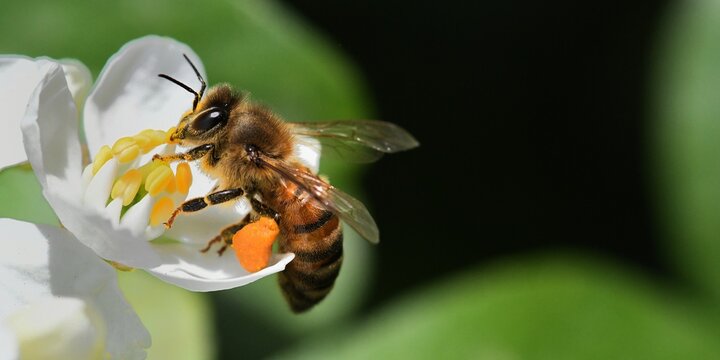 abeille du jardin 11