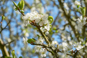Close-up of white plum blossoms in spring against a blue sky