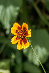 Burridges Greenthread (Cosmidium burridgeanum) in garden