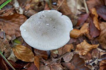 clouded agaric mushroom,edible fungus growing in the forest, Clitocybe nebularis