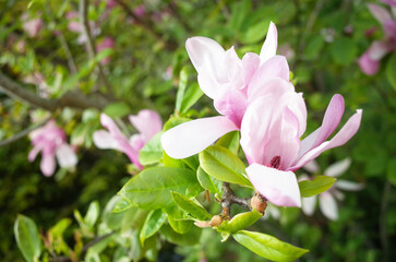 コブシのピンクの花