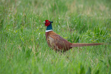 pheasant male in the grass
