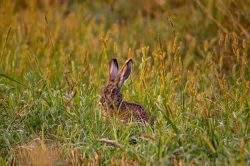 rabbit in the grass