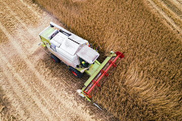 Combine harvester harvesting from above - Ripe wheat in the field