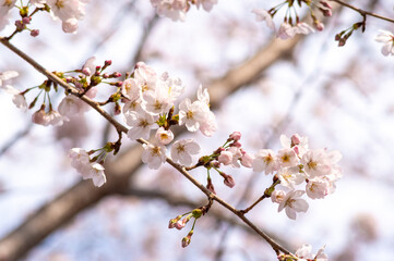 Fototapeta premium Cherry blossoms