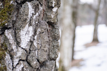 macro photo of a part of a tree, trunk is visible from a close distance, its bark is cracked and...