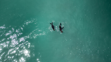 Cape fur seals swimming in the blue ocean water.