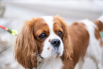 portrait dog breed Cavalier King Charles Spaniel on a colored leash walks in the park on a cloudy...