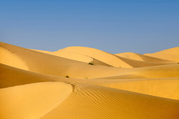 Fototapeta na wymiar Natural landscape of the sand dunes in the desert in Abu Dhabi