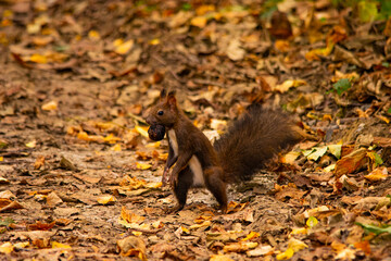 Naklejka na ściany i meble squirrel in autumn stealing nut 