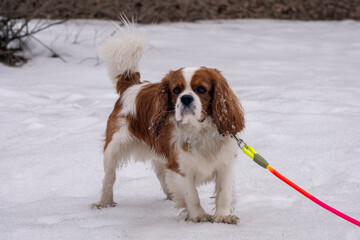 portrait dog breed Cavalier King Charles Spaniel on a colored leash walks in the park on a cloudy spring day, the snow has not completely melted, looks to the left