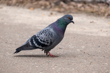 portrait of a common pigeon, spring day, the snow has almost melted, the pigeon is walking along the asphalt path from left to right