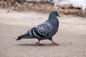 portrait of a common pigeon, spring day, the snow has almost melted, the pigeon is walking along the asphalt path from left to right