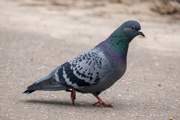 portrait of a common pigeon, spring day, the snow has almost melted, the pigeon is walking along the asphalt path from left to right