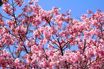 Obraz premium 河津桜