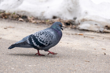 portrait of a common pigeon, spring day, the snow has almost melted, the pigeon is walking along the asphalt path from left to right