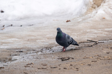 portrait of a common pigeon, spring day, the snow has almost melted, the pigeon is walking along the asphalt path from left to right
