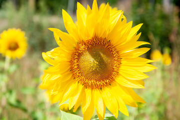 yellow sunflower flower with bee. nature beauty