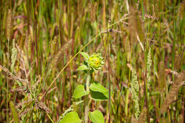 young sunflower flower bud in field of spikelet