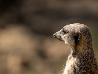 Erdmännchen
